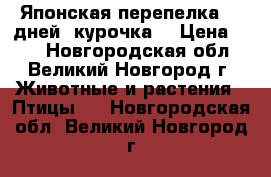 Японская перепелка 30 дней (курочка) › Цена ­ 99 - Новгородская обл., Великий Новгород г. Животные и растения » Птицы   . Новгородская обл.,Великий Новгород г.